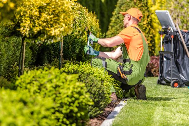 Caucasian Garden Worker in His 30s Trimming Plants Using Large Scissors